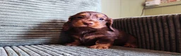 Miniature Dachshund dogs for sale: Stunning KC Registered Longhaired Mini Dachshunds - Advert 23
