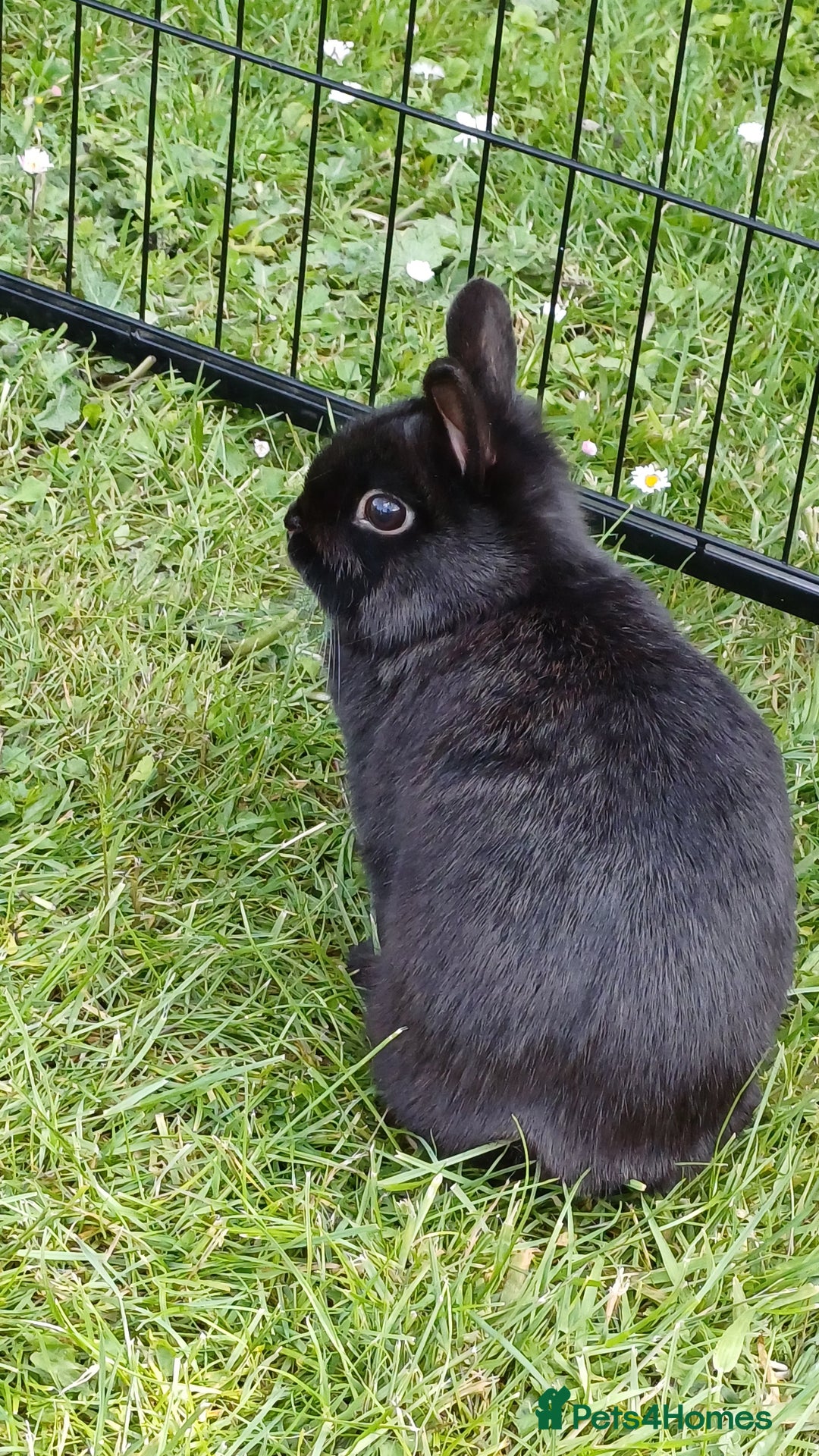 Netherland Dwarf rabbits for sale: Netherland dwarf doe black self and buck choc chin - Image 5