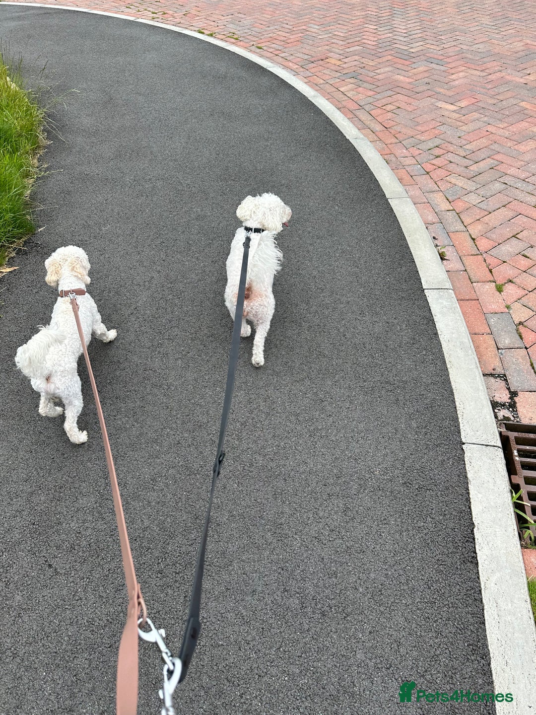 Poochon dogs for sale: Mother and son - Image 17