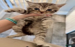British Shorthair cats for sale: 2 British Shorthair kittens - Image 1