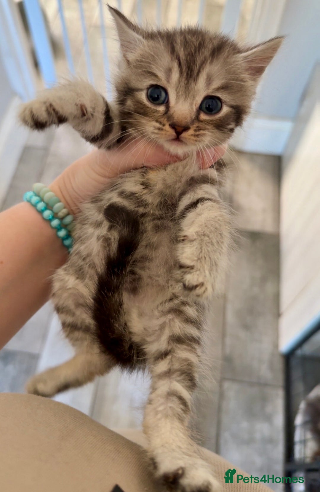 British Shorthair cats for sale: 2 British Shorthair kittens - Image 1