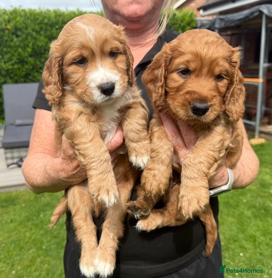Cocker Spaniel dogs  Cockerspaniel Puppies For Sale - Advert 2