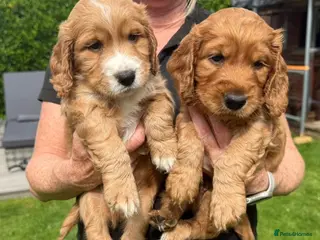 Cocker Spaniel dogs Cockerspaniel Puppies For Sale - Advert 2