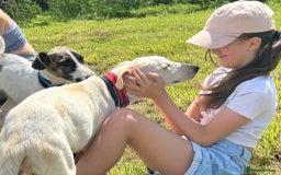 Mixed Breed dogs for adoption: Cheddar - Norwich Norfolk  - Image 8