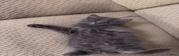 Mixed Breed cats for sale: 3 gorgeous kittens available to leave now! - Advert 29