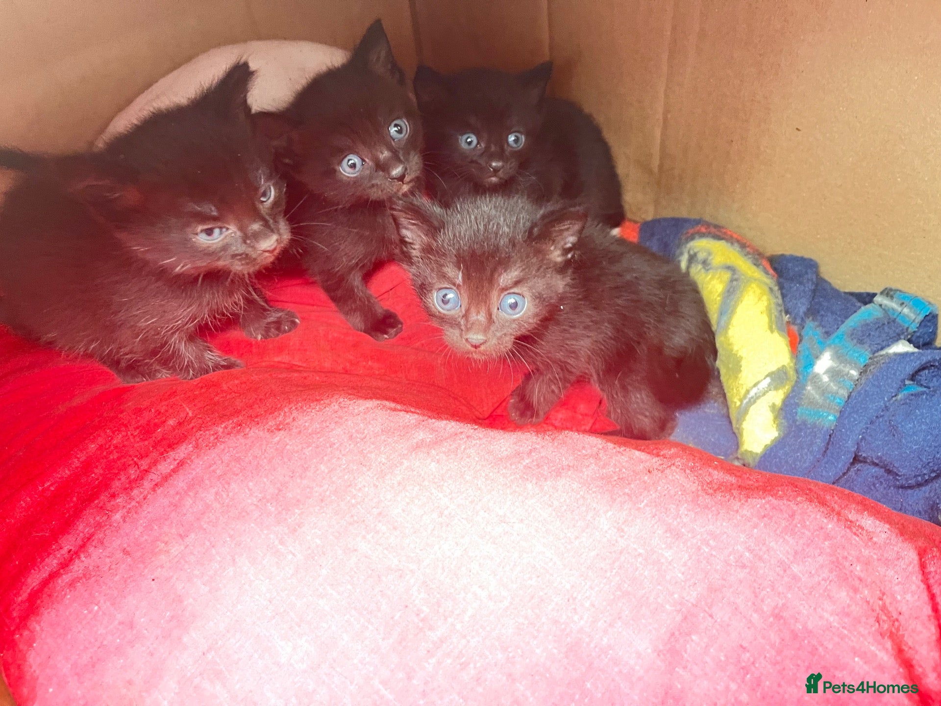 Mixed Breed cats Beautiful tuxedo kittens - Advert 2