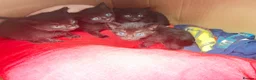 Mixed Breed cats for sale: Beautiful tuxedo kittens - Advert 1