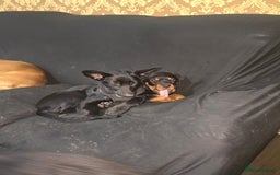 Mixed Breed dogs for sale: German shepherd  and rottweiler for sale  - Image 1