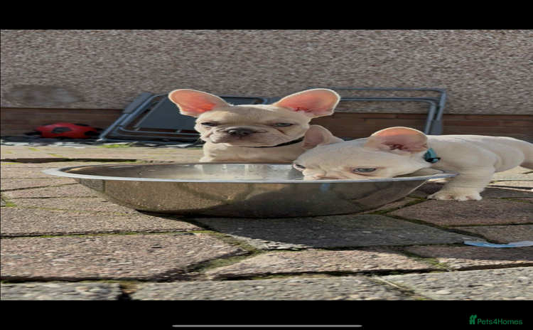 French Bulldog dogs - Advert 3
