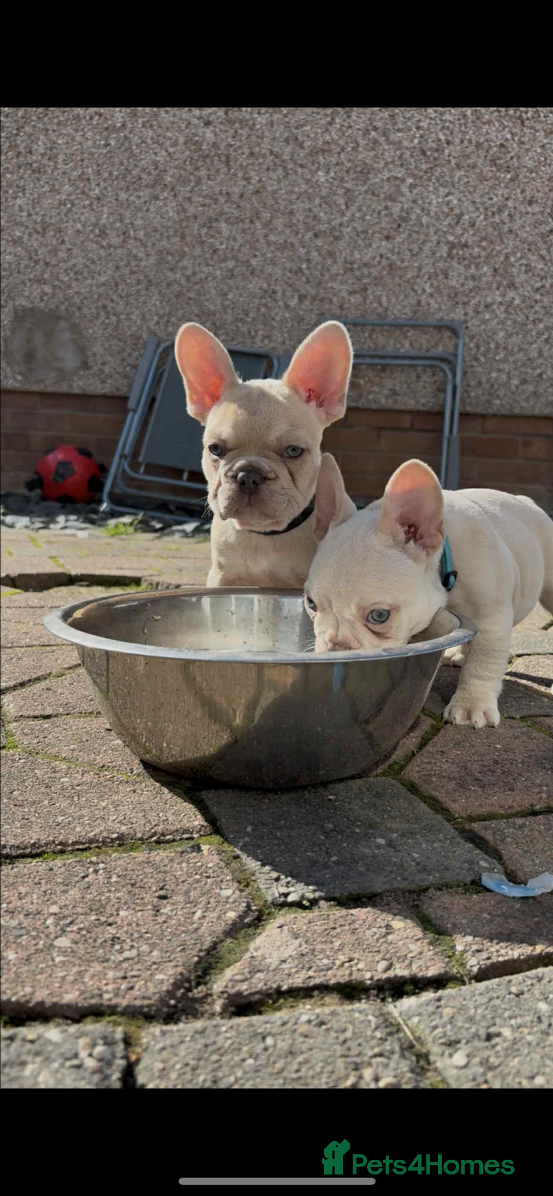 Full Grown Kc Registered French Bulldog Adoption One Of Kind