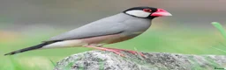 Finches birds for sale: Beautiful Exotic & Finches - Healthy & Friendly - Advert 8