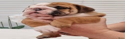 English Bulldog dogs for sale: Bulldog Pups Kennel Club Registered  - Advert 5