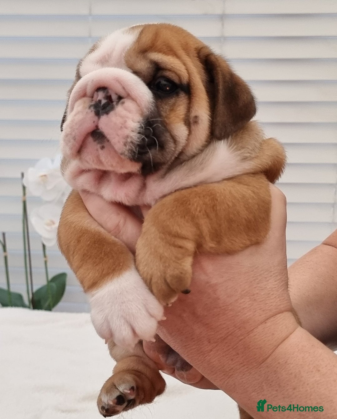 English Bulldog dogs for sale: Bulldog Pups Kennel Club Registered  - Advert 5