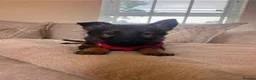 German Shepherd dogs for sale: 5 German shepherd puppy’s  - Advert 6