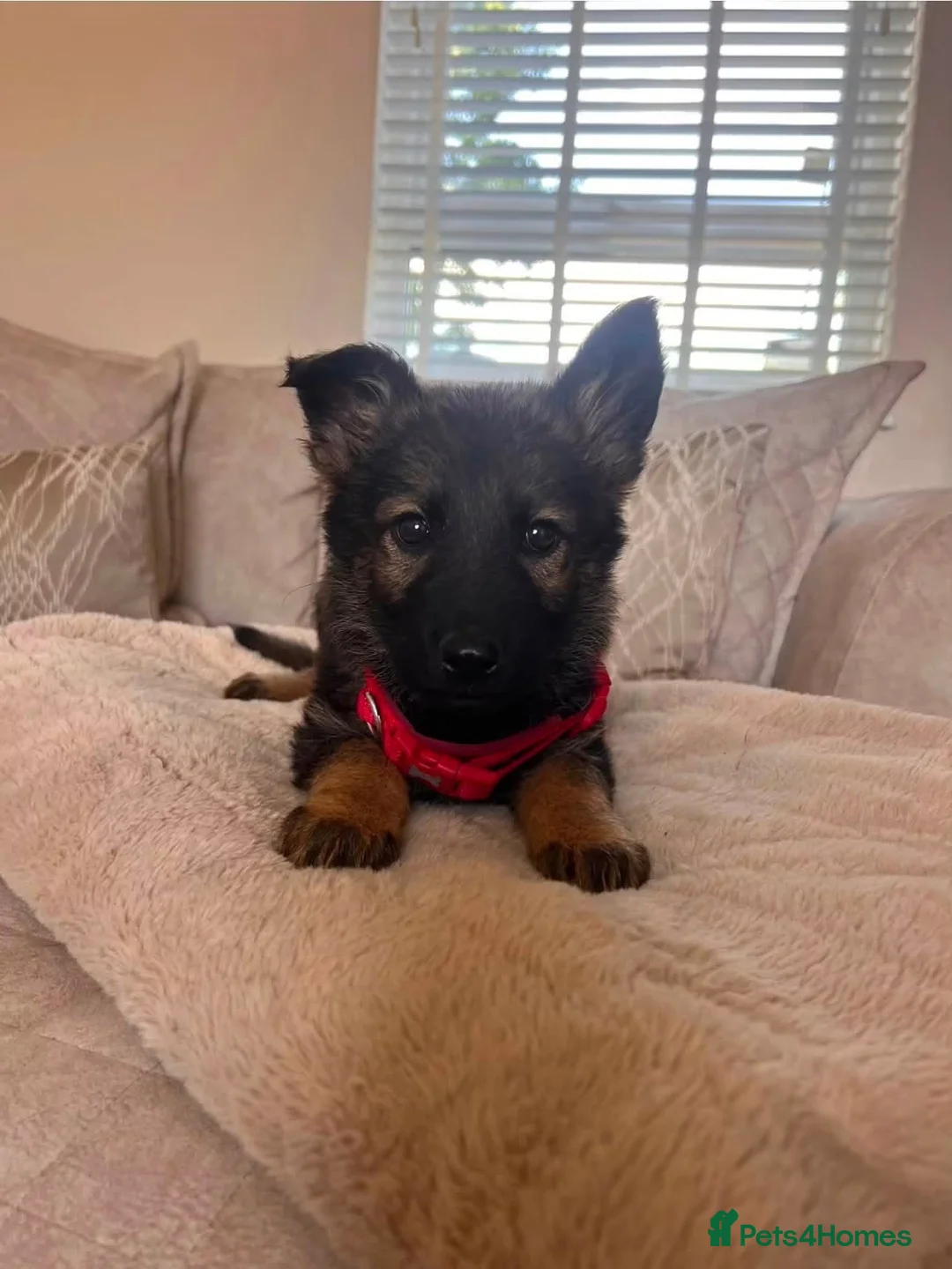 German Shepherd dogs for sale: 5 German shepherd puppy’s  - Advert 6