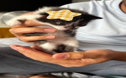 LaPerm cats for sale: Long Coat Laperm kittens - Image 15