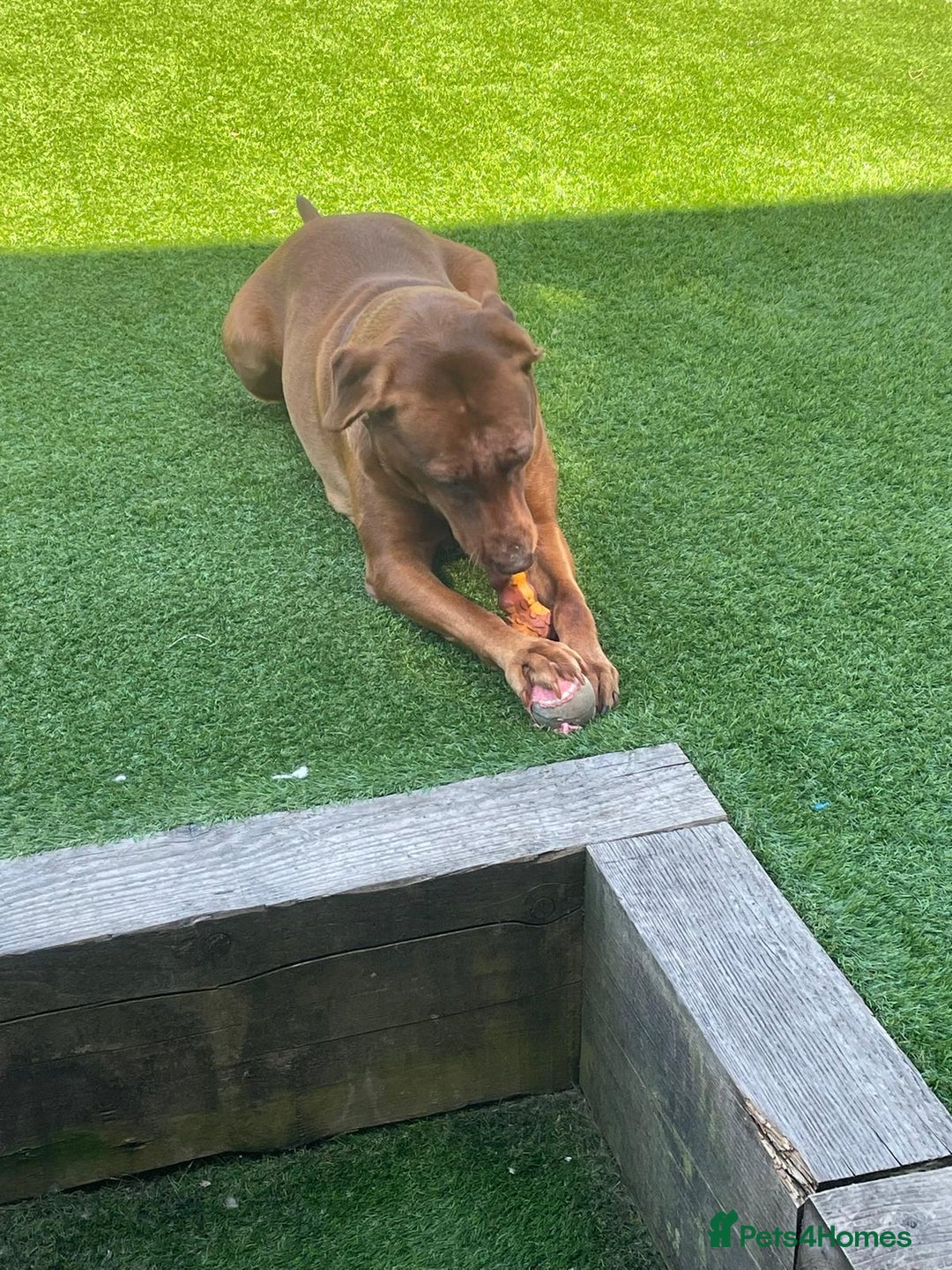 Labrador Retriever dogs for sale: 4 years Brown Labrador retriever Find a new owers - Image 3