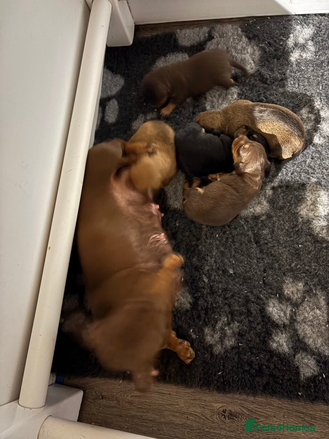 Mixed Breed dogs for sale: Mini doxipoo - Advert 2