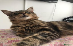 Maine Coon cats for sale: My beautiful stormy - Image 1