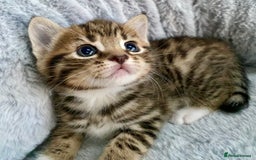 Mixed Breed cats for sale: Amazing, beautiful girl looking for home💕💕 - Image 2