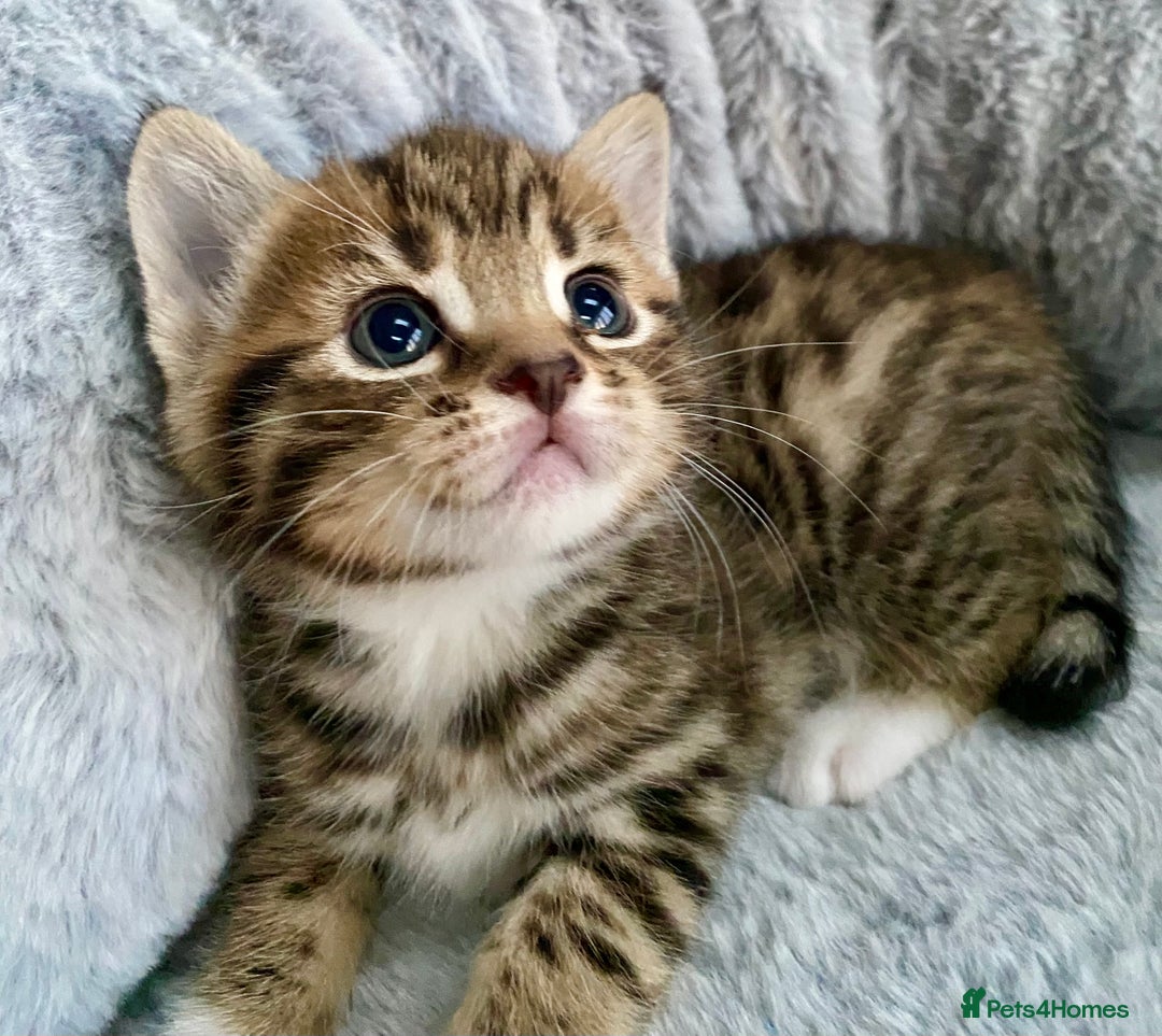 Mixed Breed cats for sale: Amazing, beautiful girl looking for home💕💕 - Image 2