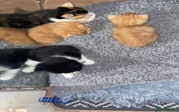 Mixed Breed cats for sale: Cute Adorable Kittens for Sale - Image 22