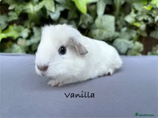 Guinea Pig rodents Gorgeous baby guinea pigs - Advert 4
