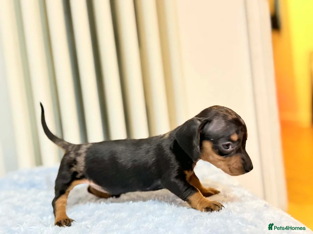 Miniature Dachshund dogs for sale: MINI DACHSHUND PUPPIES  - Advert 19