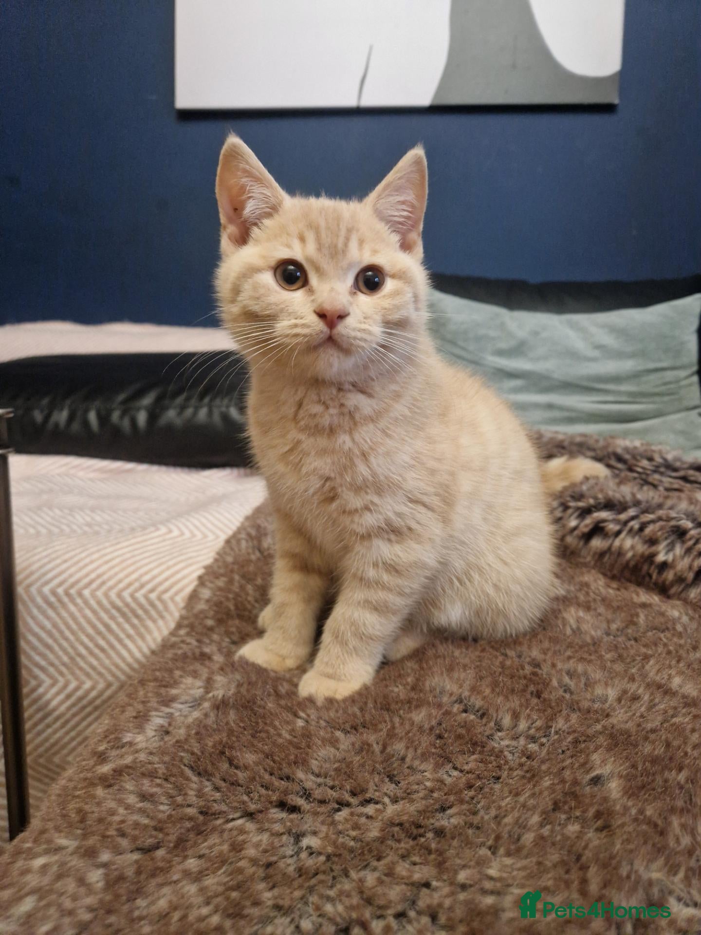 British Shorthair cats ✨ British Shorthair Kittens - Ready Now✨ - Advert 8