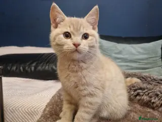 British Shorthair cats ✨ British Shorthair Kittens - Ready Now✨ - Advert 8