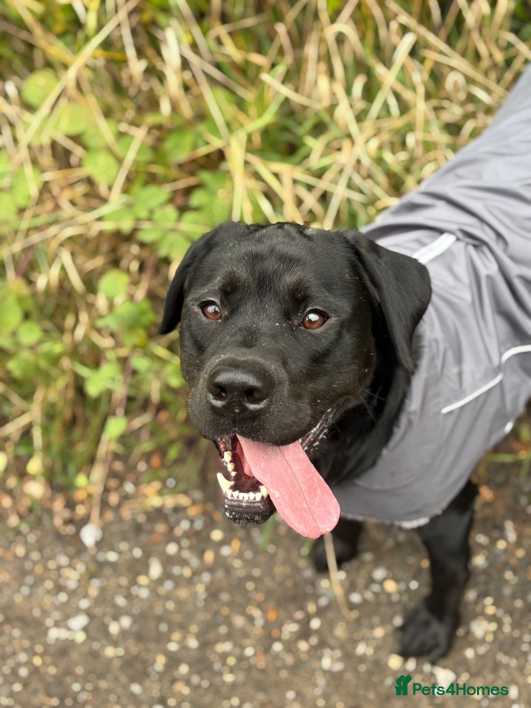 Labrador Retriever dogs for sale: 1 year Old Black Labrador Male - Image 2