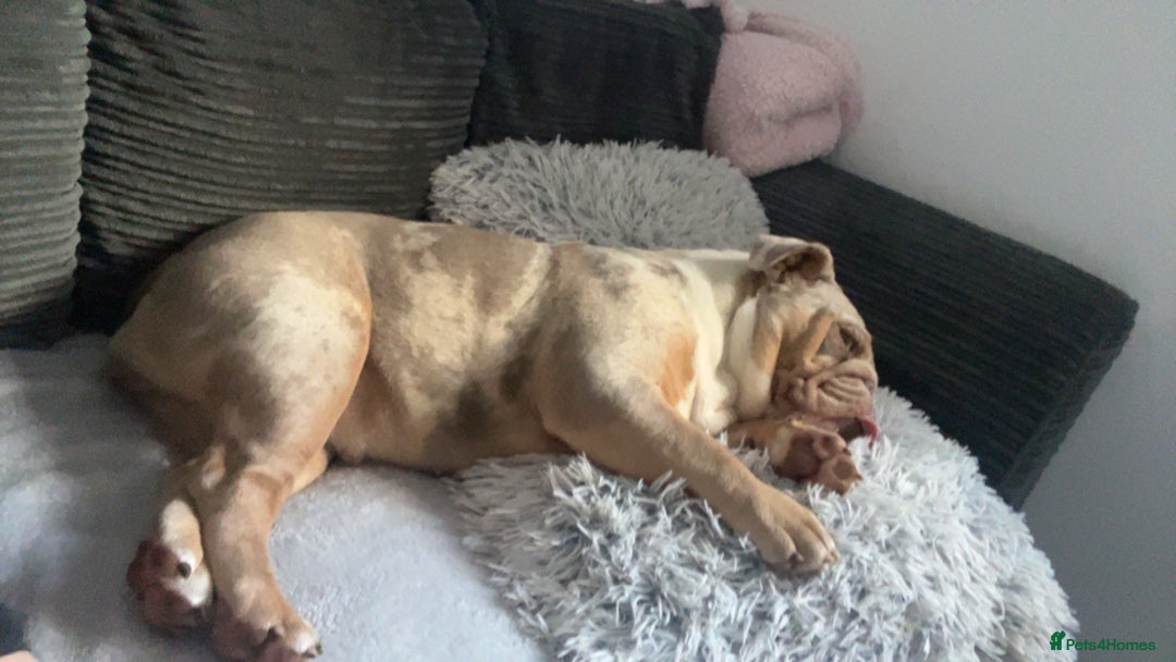 English Bulldog dogs for sale: 2 yr old english bulldog for adoption - Advert 4