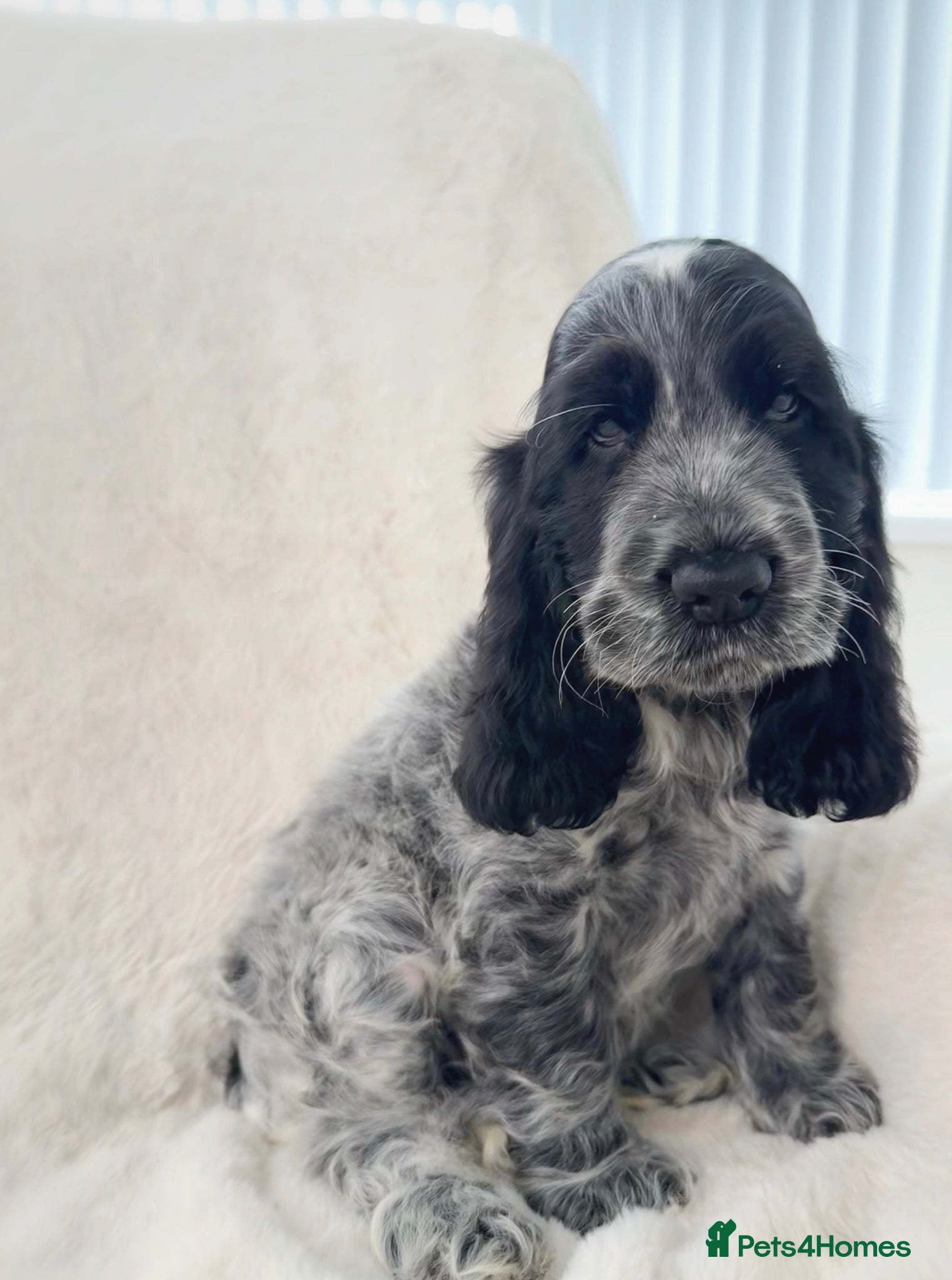 Cocker Spaniel dogs READY NOW Top Quality KC Show Cocker Spaniels   - Advert 5