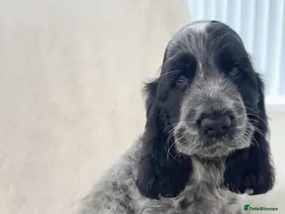 Cocker Spaniel dogs READY NOW Top Quality KC Show Cocker Spaniels - Advert 5