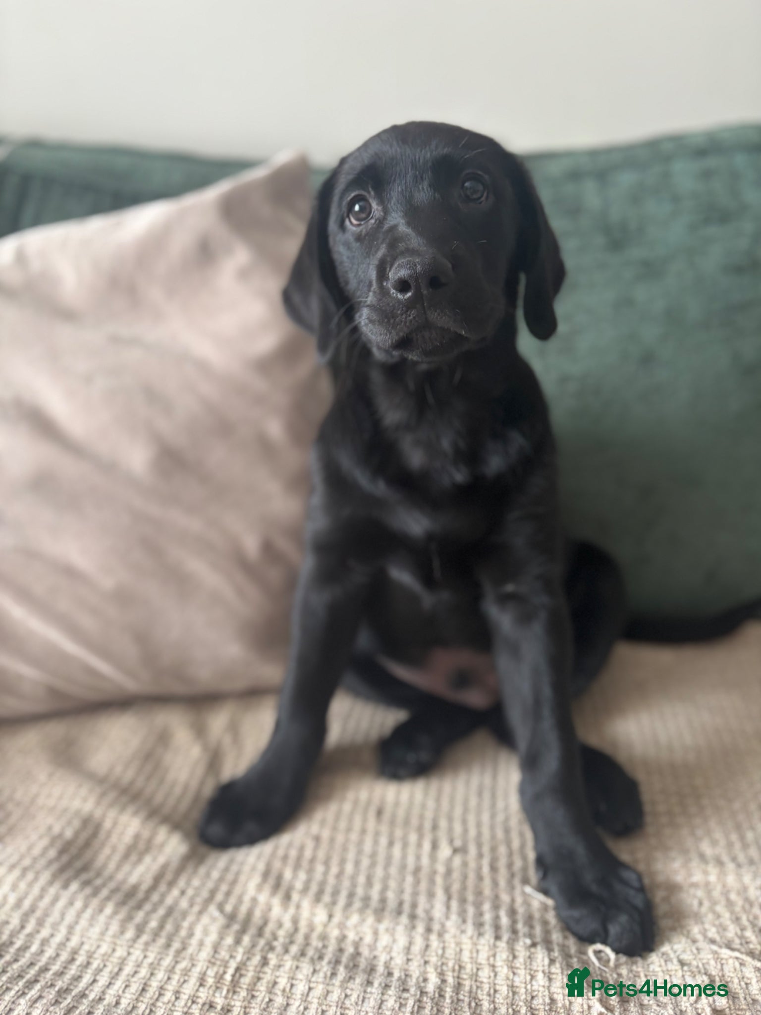 Labrador Retriever dogs 🌟Ready now! 🌟 Black Labrador puppies  - Advert 16