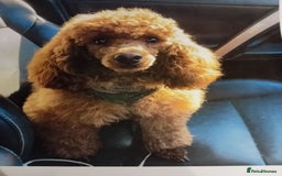 Cavapoo dogs for sale: toy f1 cavapoos for sale - Image 6