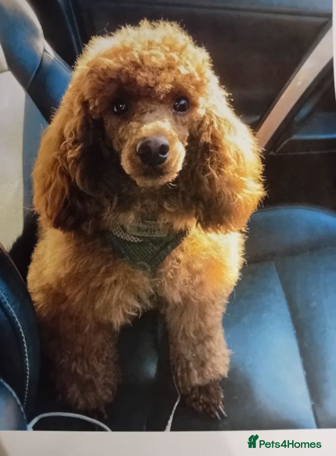 Cavapoo dogs for sale: toy f1 cavapoos for sale - Image 6