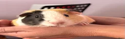 Guinea Pig rodents for sale: Guinea pigs for sale - Advert 4