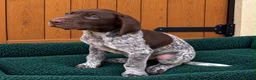 German Shorthaired Pointer dogs for sale: Exceptional KC GSP Puppies  - Advert 5