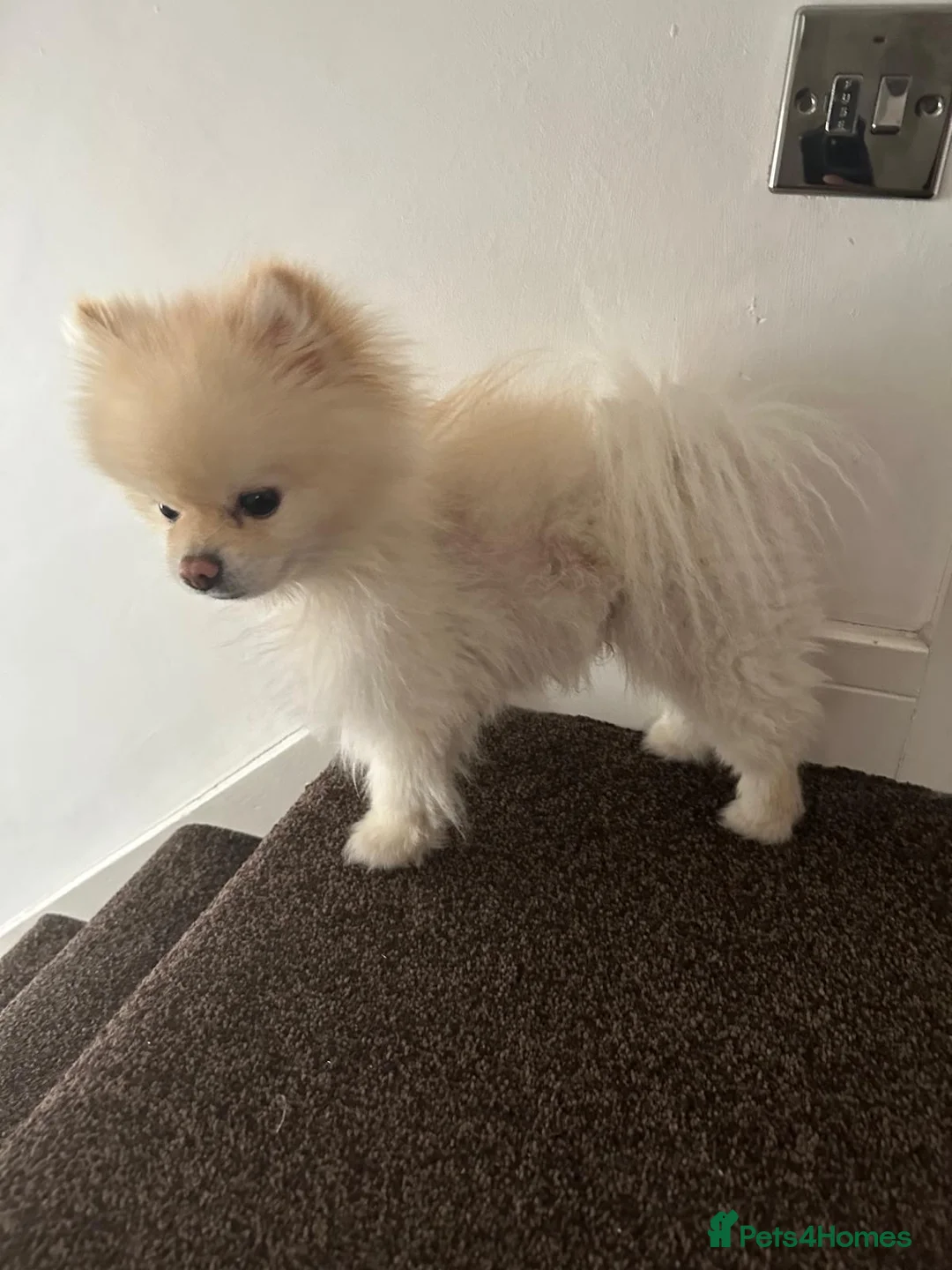 Pomeranian dogs for sale: male KC registered  **  pomeranian in Brierley Hill - Advert 1