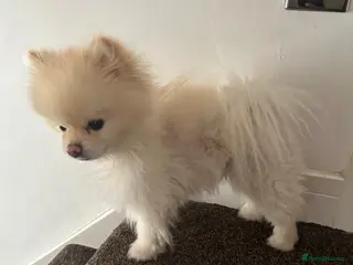 Pomeranian dogs male KC registered teacup pomeranian - Advert 17