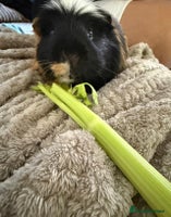 Guinea Pig rodents Two male guinea pigs - Advert 2