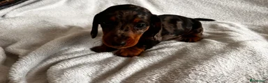 Dachshund Puppy 3