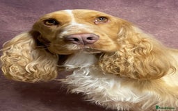 Cocker Spaniel dogs for stud: Show Cocker At Stud Highly Health Tested in Sandbach - Image 4