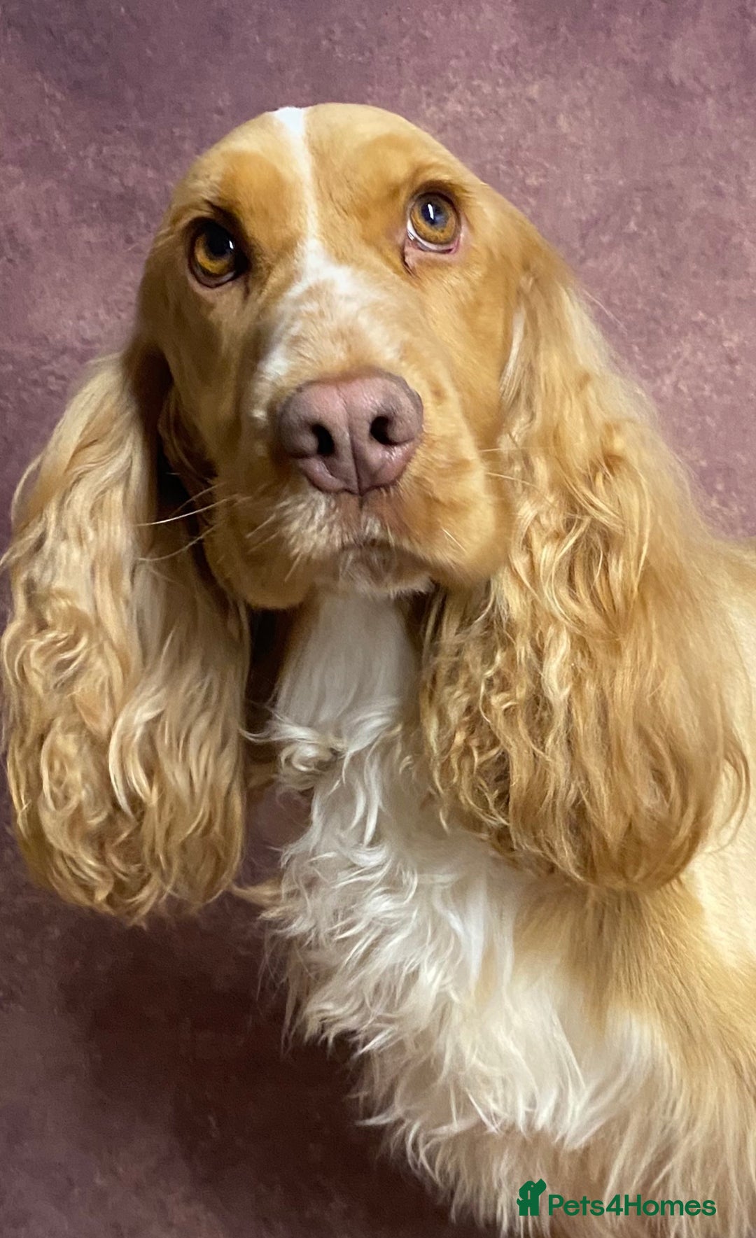 Cocker Spaniel dogs for stud: Show Cocker At Stud Highly Health Tested in Sandbach - Image 4