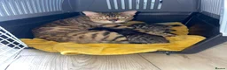 Bengal cats for sale: Beautiful kittens  - Advert 13