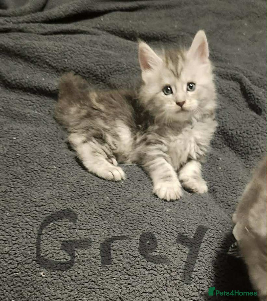 Maine Coon cats for sale: Maine coon kittens ready on 22/12/25 - Advert 13