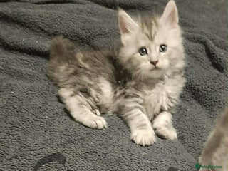 Maine Coon cats Maine coon kittens ready on 22/12/25 - Advert 1