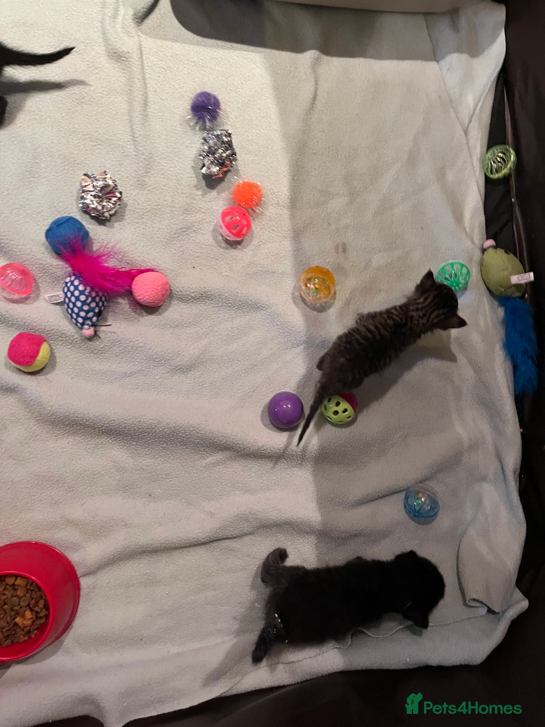 Mixed Breed cats for sale: Mixed Breed Kittens 🐈‍⬛ 🐾  - Image 13