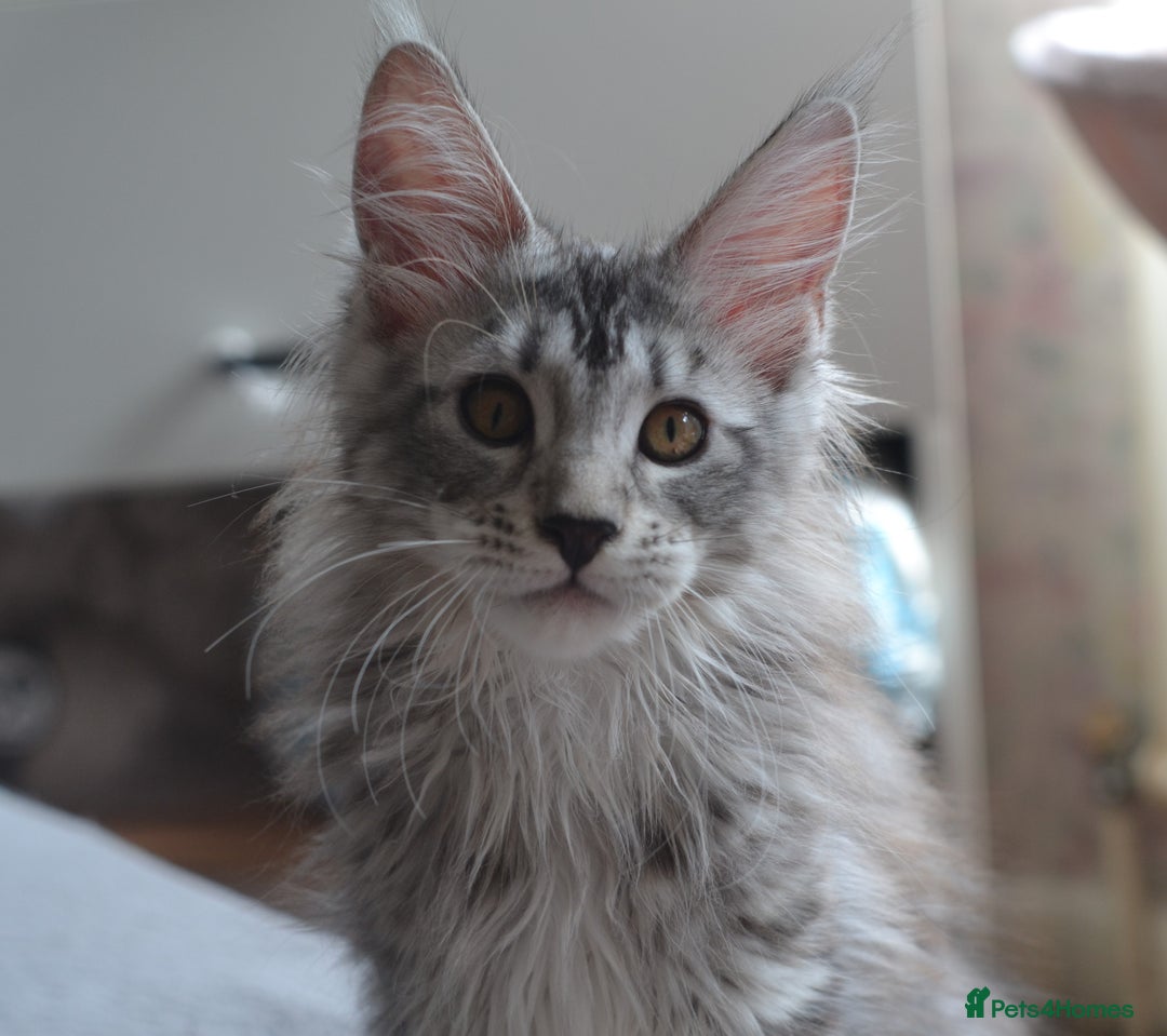 Maine Coon cats for sale: Tica Registered Maine Coon Kittens *ready now* - Image 8
